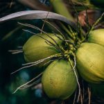 coconut chutney dry